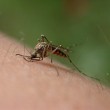 West Nile found