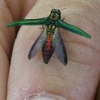 Insect invades Insect invades