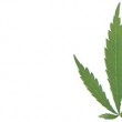Grow-op busts net over $2 million in pot